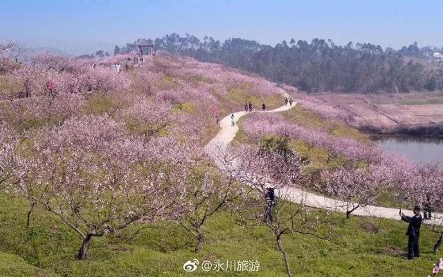重庆永川"桃花岛"的桃花又盛开了 你还不去领略大好春光?