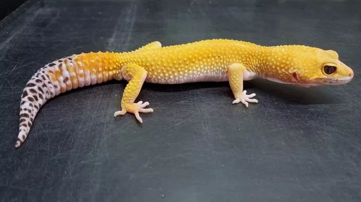 东邪图鉴eublepharis斑睑虎属豹纹守宫leopardgecko的全家福