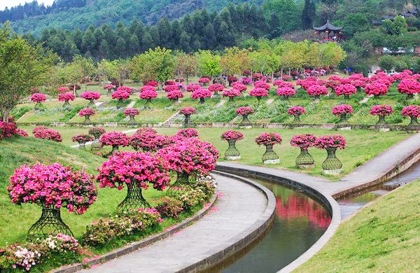 成都3月万花齐放!收好这份赏花地图,带你解锁全部盛况!