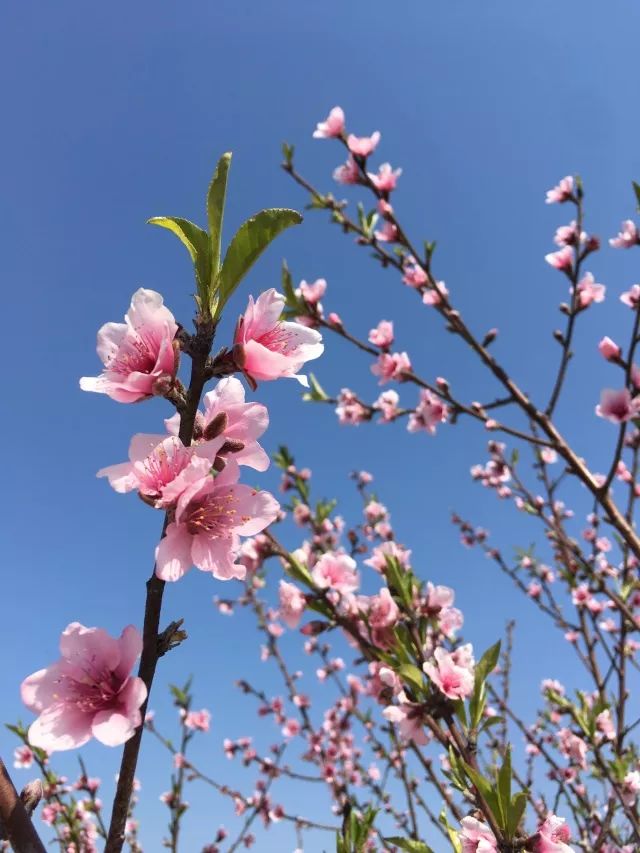 广州"千亩桃园"已盛开!元宵赶快前来走个桃花运,错过