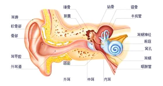 耳,分为外耳道,中耳和内耳,这三部分和中枢听神经共同主宰了我们的