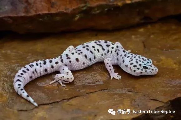 东邪图鉴eublepharis斑睑虎属豹纹守宫leopardgecko的全家福