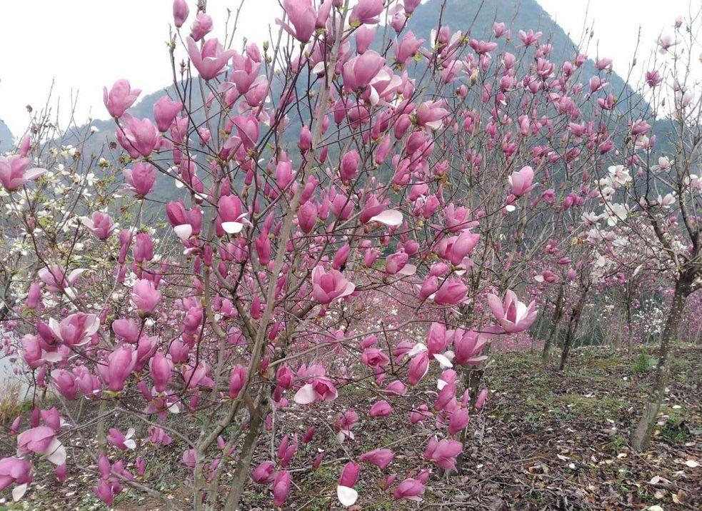 浸潭这片玉堂春开啦!快来这里住民宿赏靓花吧!