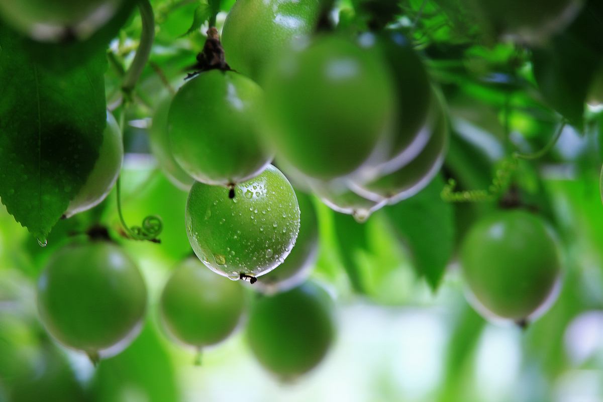 百香果拉线怎么搭_百香果花