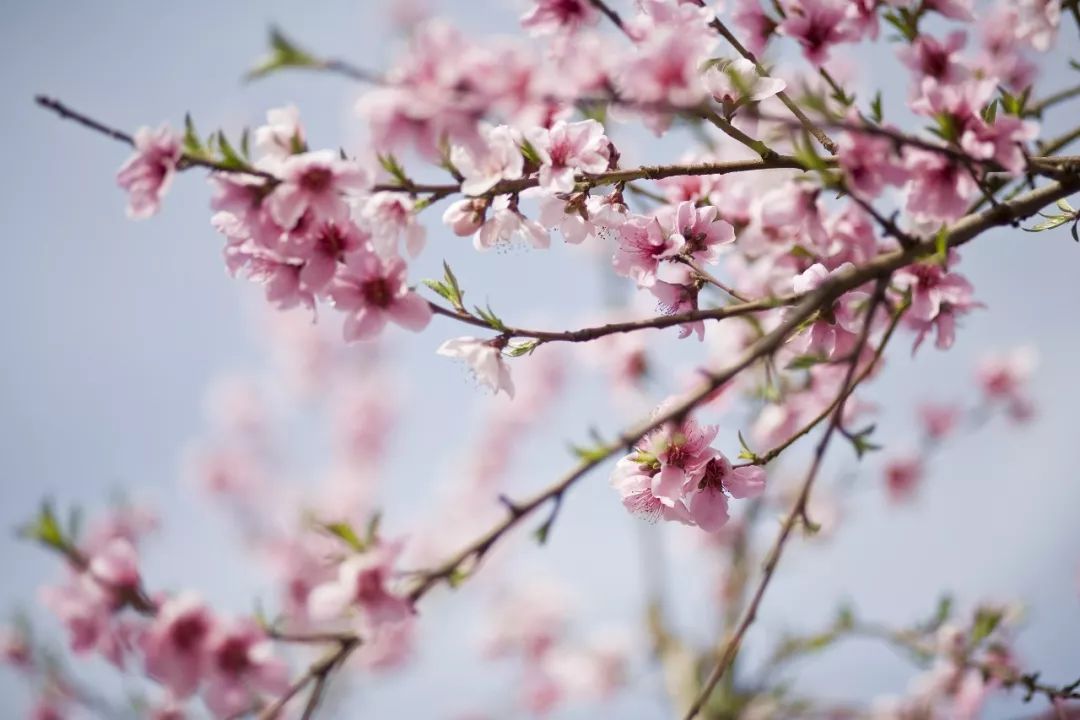 春天站在桃花树下等爱情