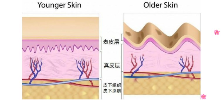 真皮层(中间一层)是最厚的,在真皮层中,胶原蛋白的含量大约在70%左右.