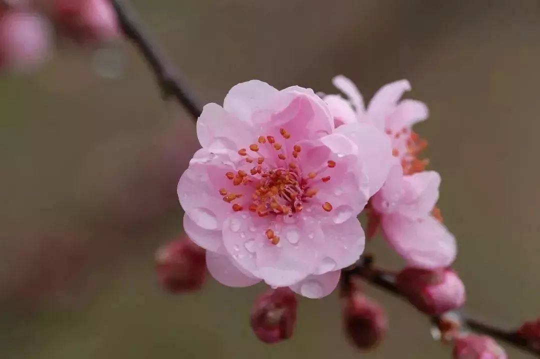 周末赏梅!这些梅花品种你要