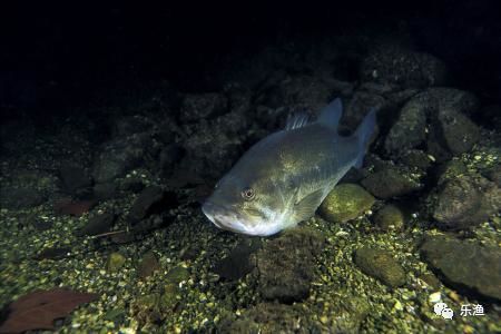 春季漂虾海钓鲈鱼