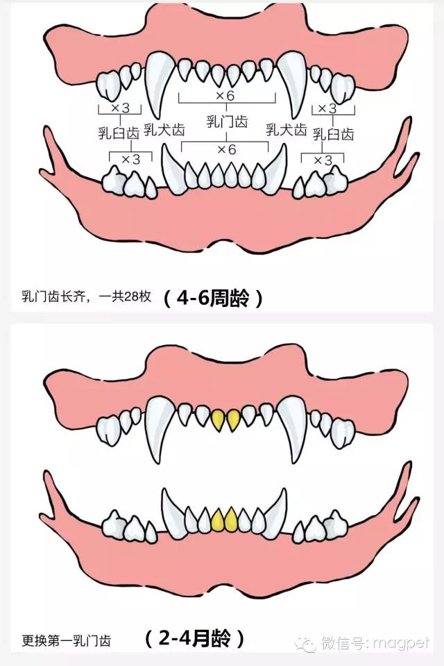 成犬牙齿共42枚;幼犬牙齿共28枚;如果狗的牙齿咬合不正常,或有牙周