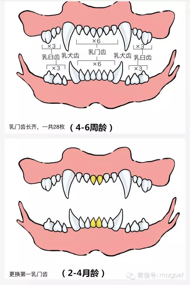 养狗窍门 看狗狗牙齿判断年龄