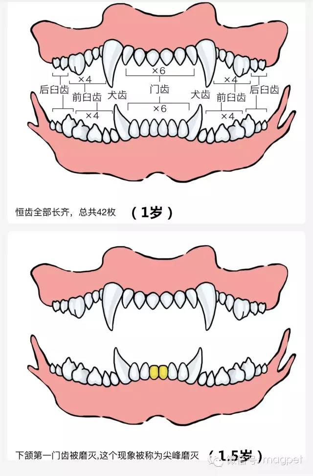 养狗窍门 看狗狗牙齿判断年龄