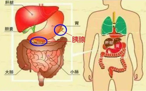 由于胰腺解剖位置较深,位于腹膜后,且邻近胃,十二指肠,肝,胆等器官