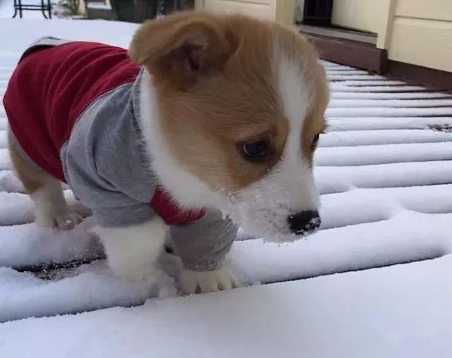 小柯基第一次看到雪，兴奋地尝了一口后……