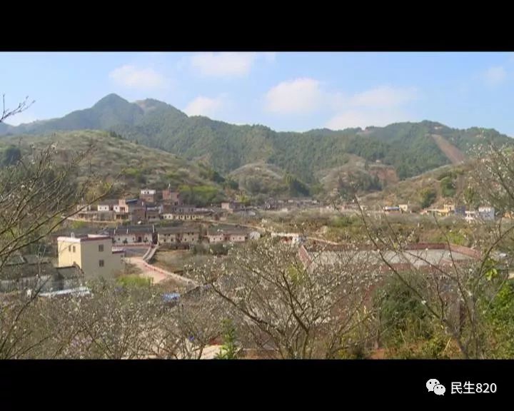 旅游 正文 说到梅县区石坑镇,不少观众首先想到的是石坑镇岭村的奈李.