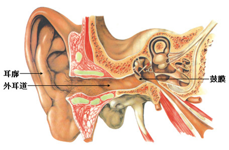 外,中,内耳关系示意图
