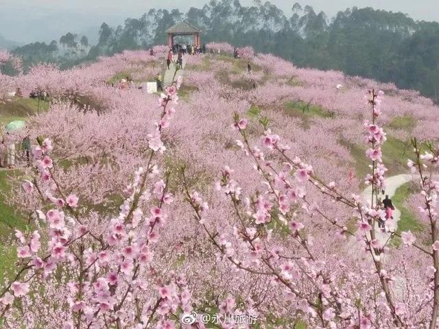 重庆永川桃花岛的桃花又盛开了你还不去领略大好春光