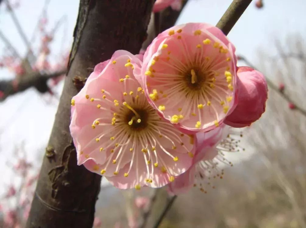 周末赏梅!这些梅花品种你要