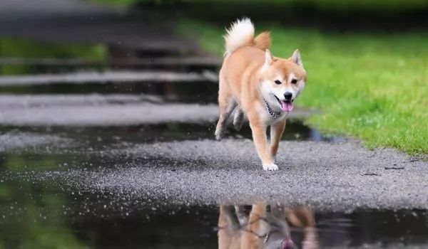 柴犬最容易得哪些病 热备资讯