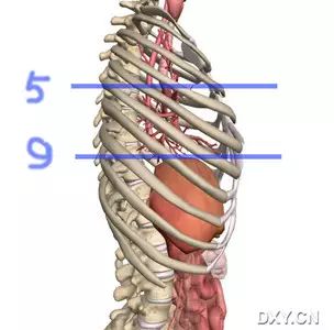 还有一个小技巧,如果能找到水平裂,在侧位应该对着第   胸椎或其下缘.
