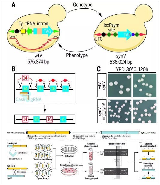 酿酒酵母长染色体的精准定制合成