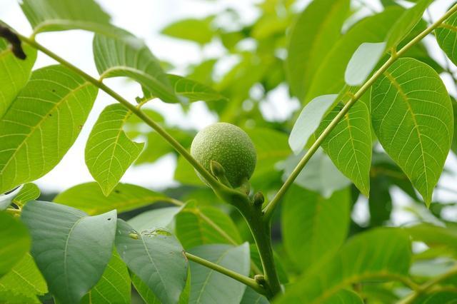核桃树栽培技术核桃树春季管理技术