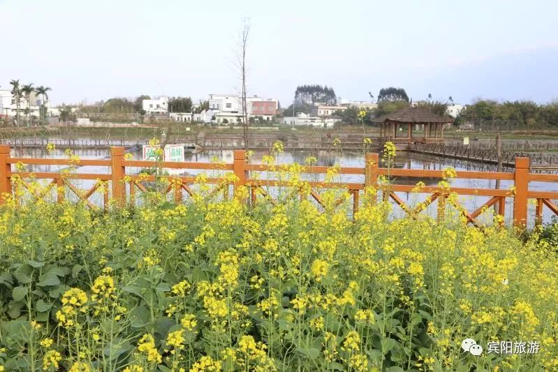 白鹤观旅游度假区白鹤观竹海旅游度假区位于宾阳县武陵镇沙井村委沙井