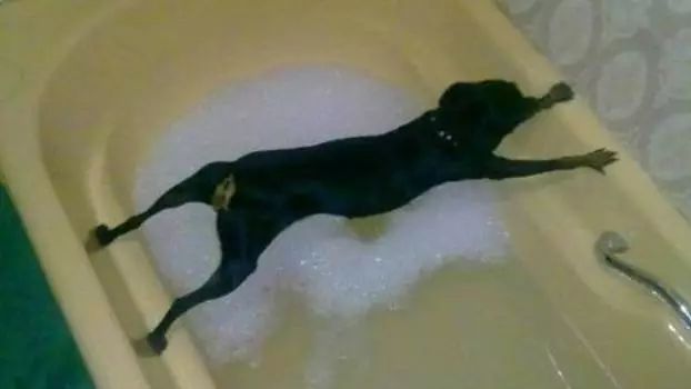 狗狗一洗澡就哀嚎，那你看看这只别人家的狗子是咋洗澡的……