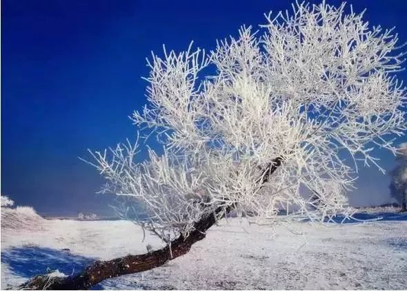 呼伦贝尔雪景照片,美哭了!