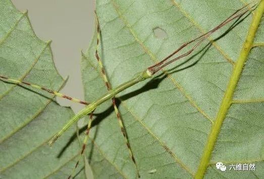 最大竹节虫就在国内难于寻觅发现的中国巨竹节虫