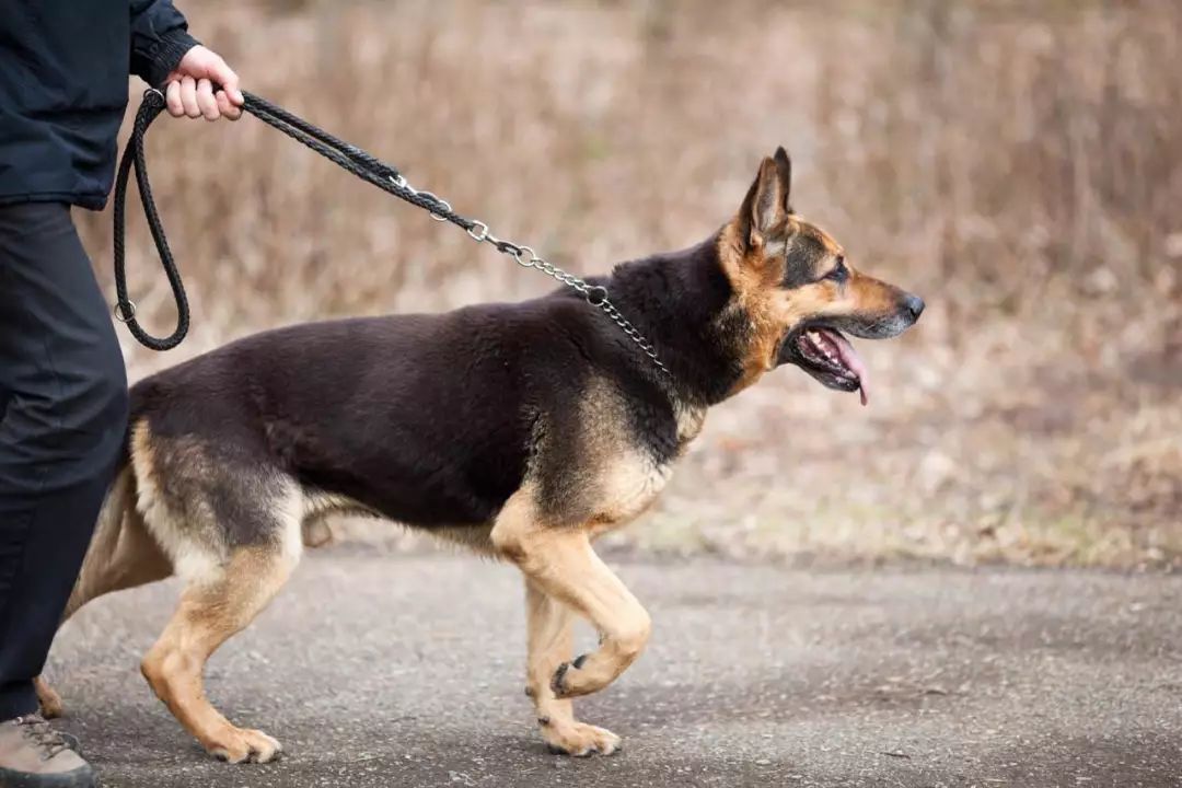 狗年话狗,犬类之王,德国"大狼狗"的前世今生