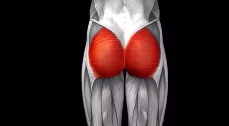 ▼ 臀大肌在功能上有非常重要的三个作用