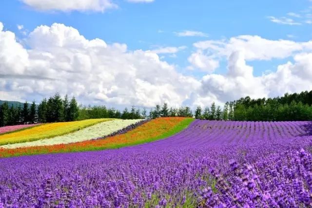 富良野为首,北海道各地都可以看到飘着清香的淡紫色花田富良野的富田