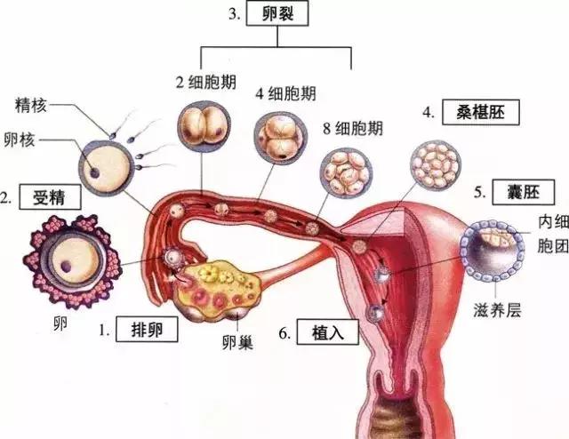 服药后发现怀孕了,这孩子该不该要?(新编)