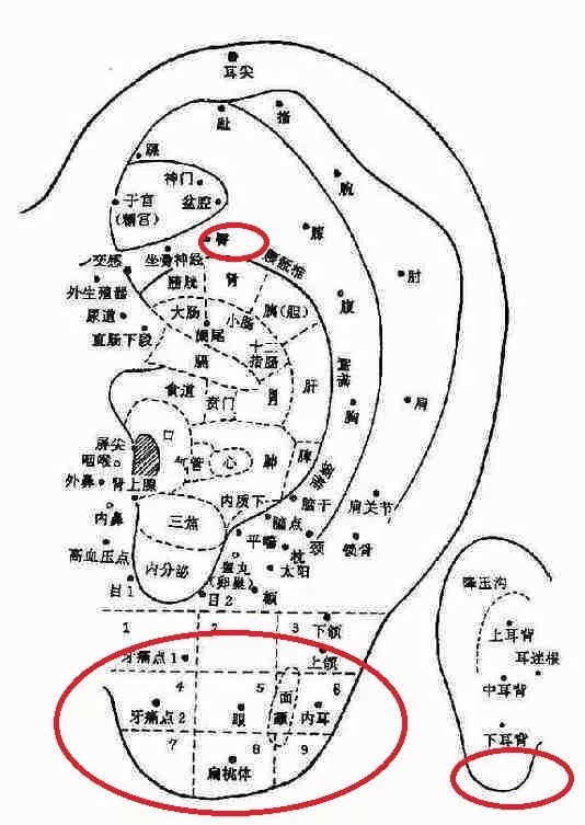 学会这5种耳朵按摩养生法,轻松告别身体"老毛病"!