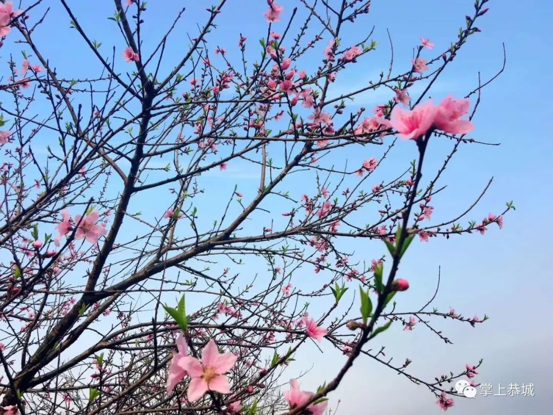 桃红柳绿,民俗美食,莺歌燕舞.恭城第16届桃花节开园仪式你去了吗?