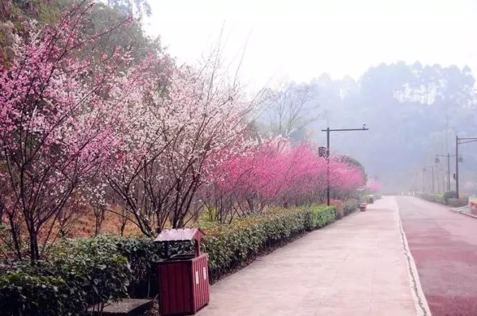 乐山将成为全国最美的城市!桃花,樱花,李花