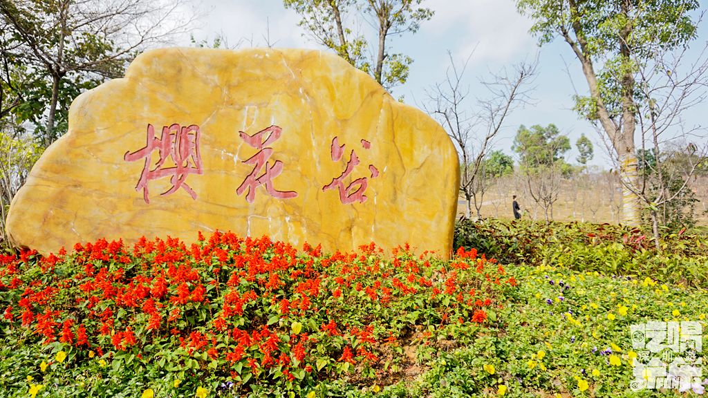 深圳唯一不收门票的樱花园来了!惊艳全城!