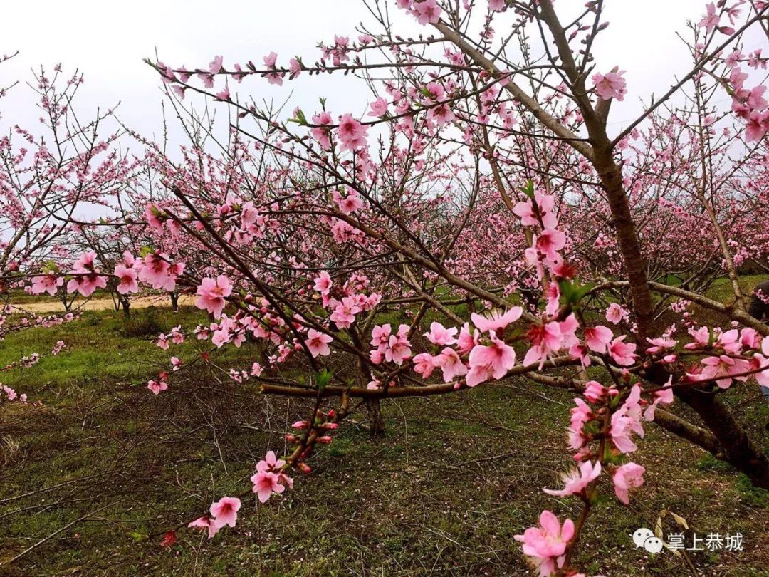 恭城第16届桃花节开园仪式你去了吗?