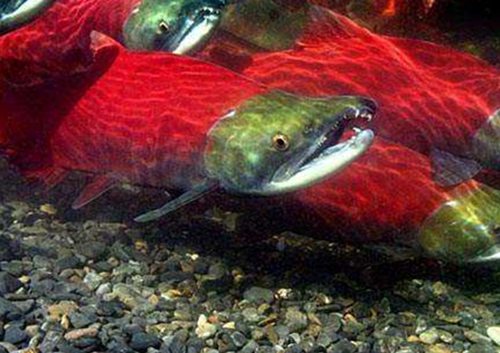 图为男子钓到的大红鱼,这种鱼,口齿锋利,全身鲜红透亮,看起来很是凶猛