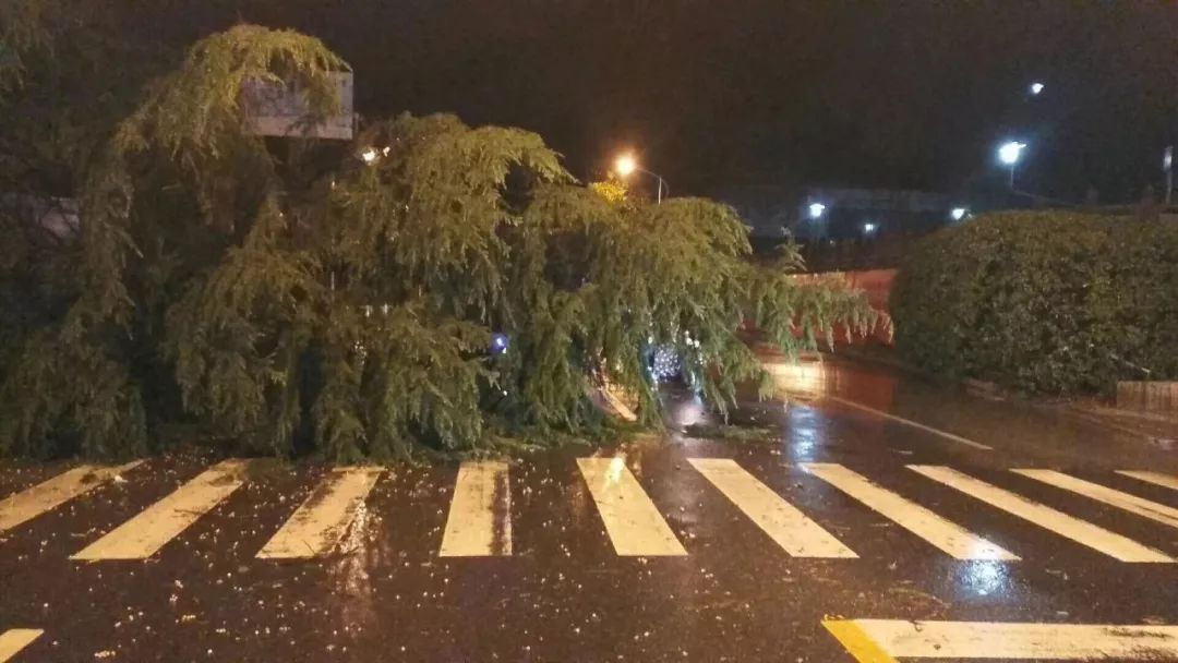 昨儿白天高温 夜晚雷雨大风惊到你了吗?原来今天是惊蛰啊!