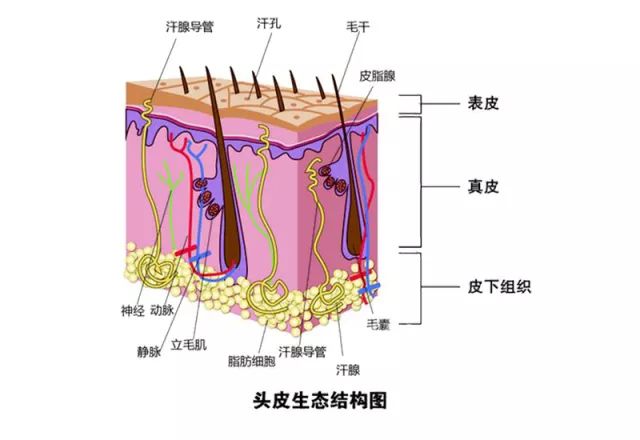 头屑过多,经常洗头真能减少头皮屑吗!