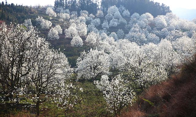 桃花梨花的交汇,漫山遍野看不完,说不完的赞美!