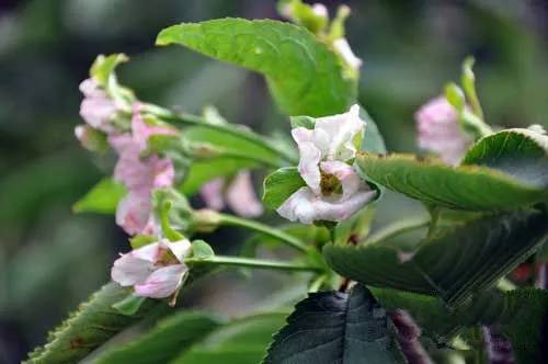 大樱桃如何保花保果?