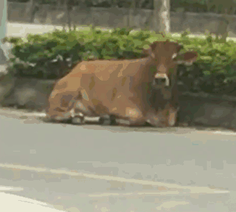民警接报后赶到现场把黄牛围堵在马路边,跑累后的黄牛很快又爬了起来