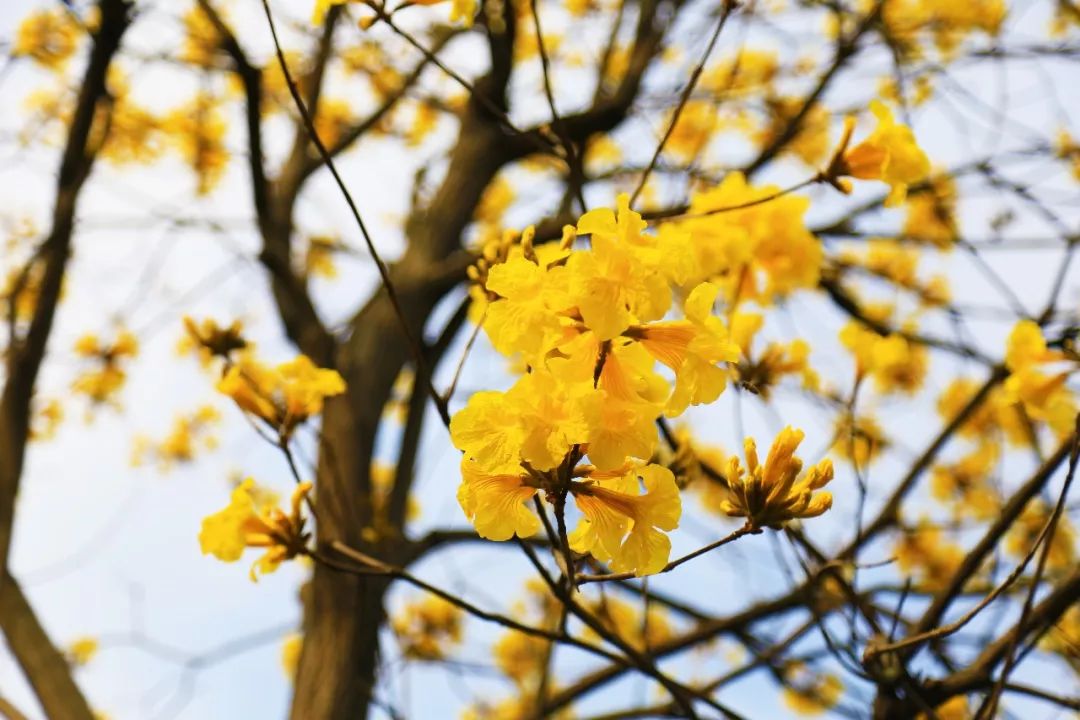 三|月|黄|花春闹风铃响,摇出满地金.芳菲十几日,撩乱万人心.