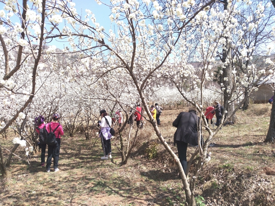 威宁县龙街镇樱桃花开正好,等你来相约