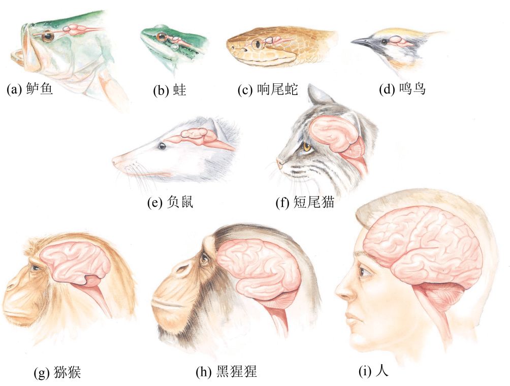 不同脊椎动物的大脑(引自miller and harley 2001)