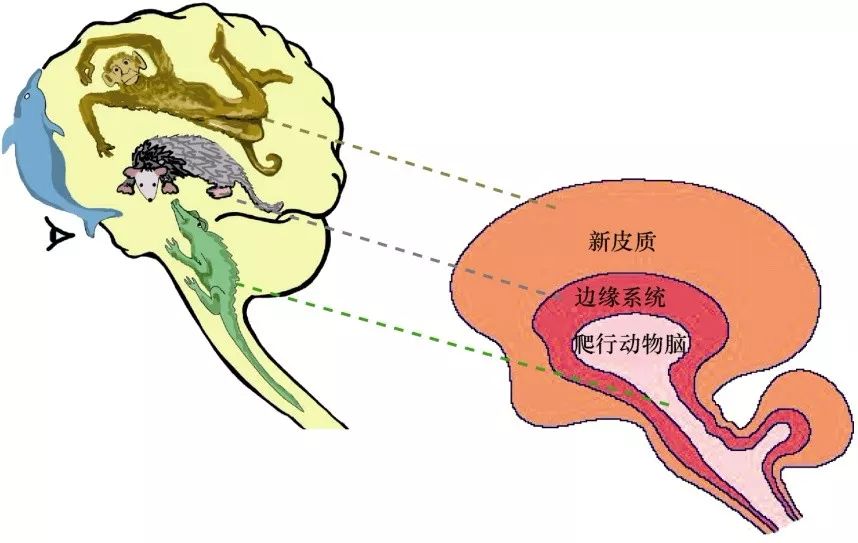 智能的源泉,大脑从何而来?