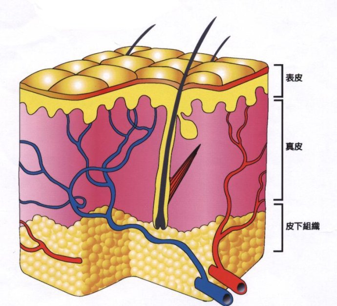 面部皮肤知识大全(一)