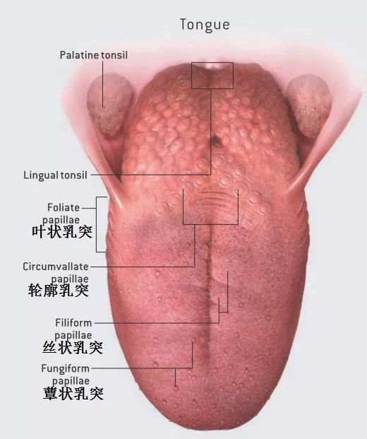 这些便是我们舌头用于感受各种味觉和质地的结构,称之为 乳突.